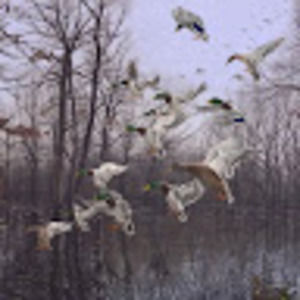 Meet your Posher, Brooks